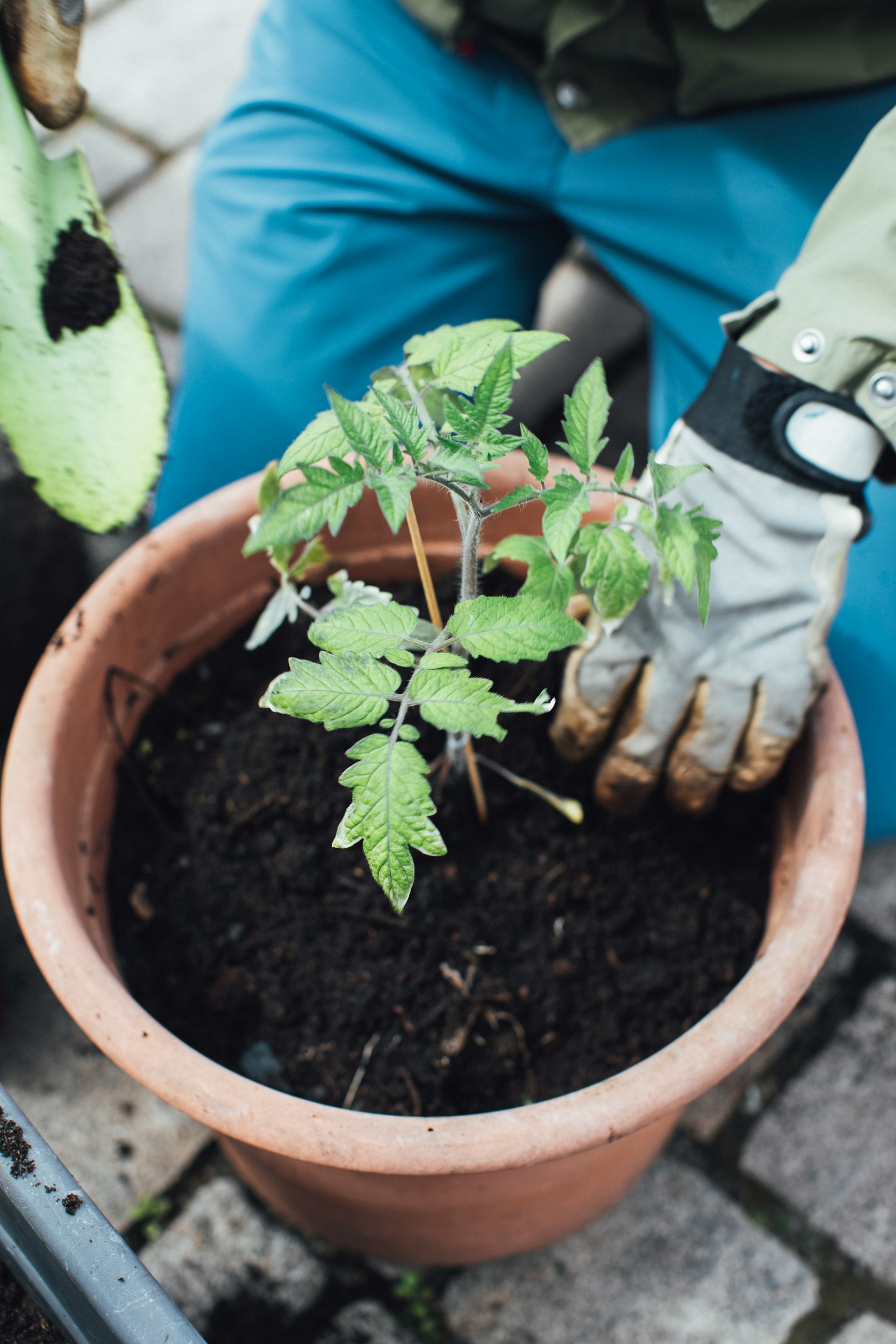 add compost and grow tomatoes in pot or garden